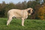 MASTIFF 254